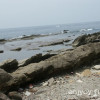 福井の海で生き物観察「弁慶の洗濯岩」